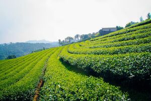 Mae Taeng Culture Travel Guide: Thai Traditions, Eco-Tours & Costs